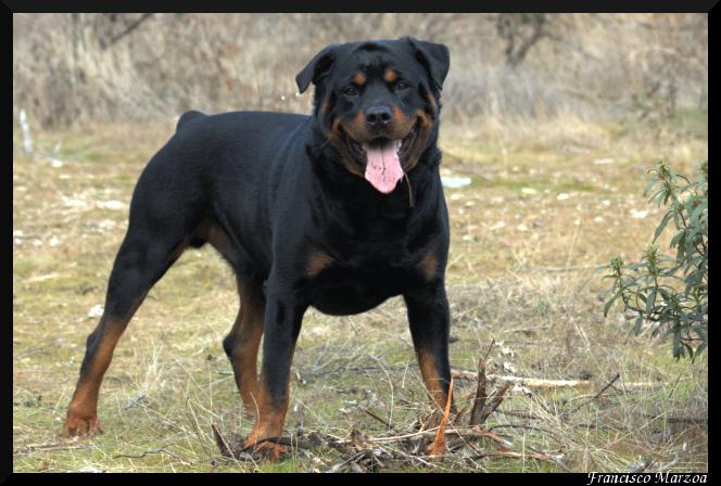 rotvaydır köpeği resmi